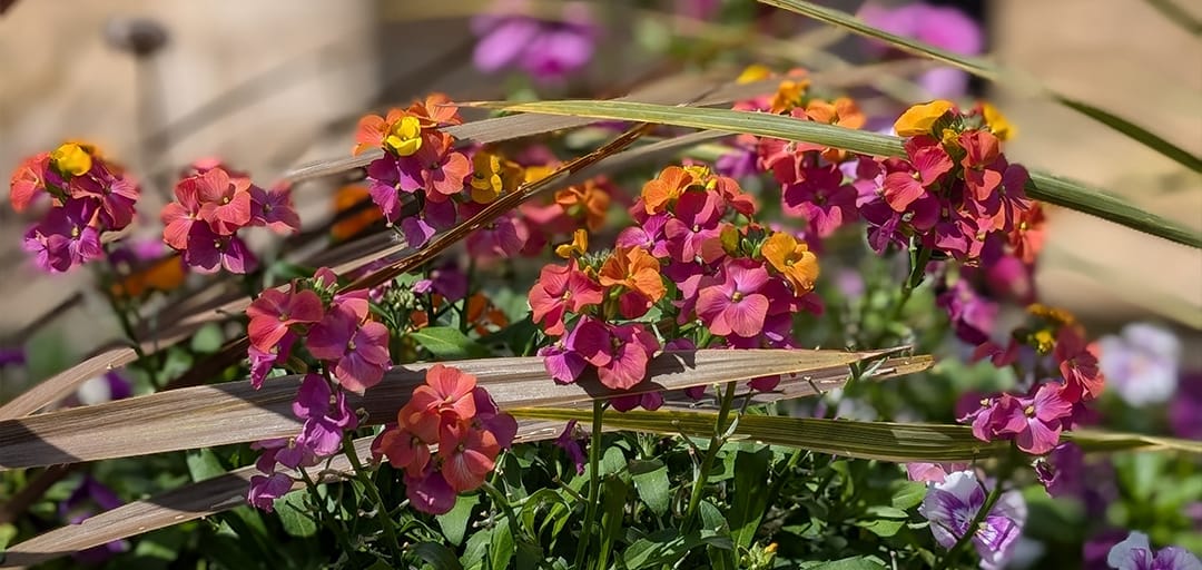 A close up of some stunning pnink and orange flowers.